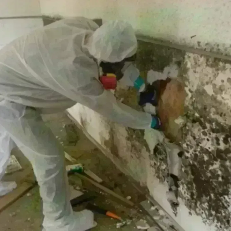 Mold Remediation and Removal in Long Beach, WA